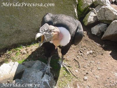 Combatiente, c�ndor macho,  mascota del  Centro de Visitantes Mucunturia