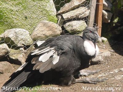 Anicsi c�ndor hembra,  mascota del  Centro de Visitantes Mucunturia