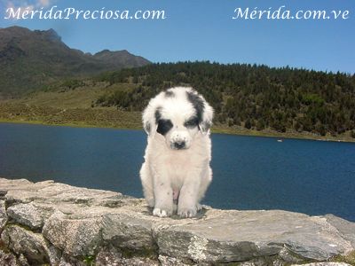 Perro Mucuch�es de la actulaidad (cachorro)