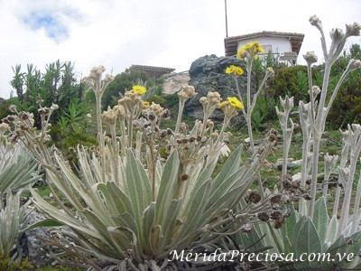 Frailej�n