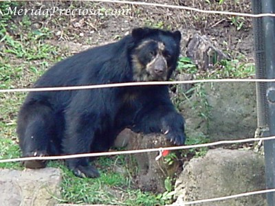 Oso Frontino, t�mbien llamado Oso de los anteojos